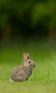 Preview wallpaper hare, rabbit, grass