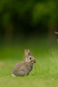 Preview wallpaper hare, rabbit, grass
