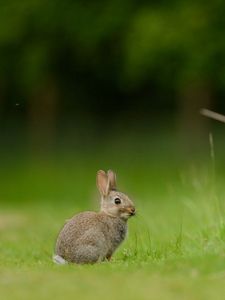 Preview wallpaper hare, rabbit, grass