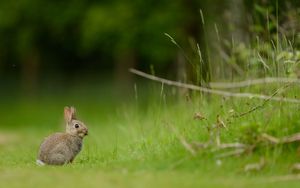 Preview wallpaper hare, rabbit, grass