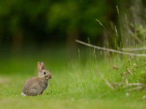 Preview wallpaper hare, rabbit, grass