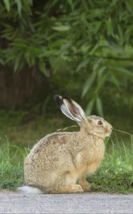 Preview wallpaper hare, rabbit, grass, fright