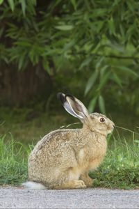 Preview wallpaper hare, rabbit, grass, fright