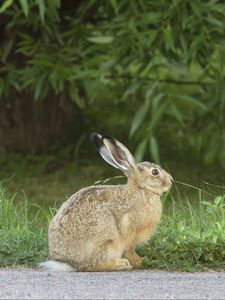 Preview wallpaper hare, rabbit, grass, fright