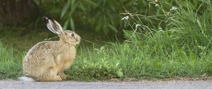 Preview wallpaper hare, rabbit, grass, fright