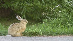 Preview wallpaper hare, rabbit, grass, fright