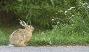 Preview wallpaper hare, rabbit, grass, fright