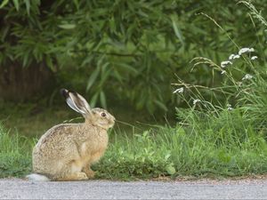 Preview wallpaper hare, rabbit, grass, fright