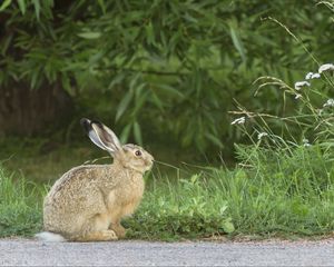 Preview wallpaper hare, rabbit, grass, fright