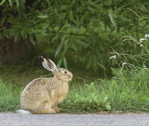 Preview wallpaper hare, rabbit, grass, fright