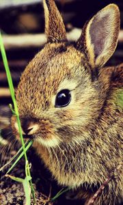 Preview wallpaper hare, rabbit, grass, funk