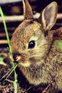 Preview wallpaper hare, rabbit, grass, funk