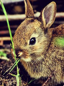 Preview wallpaper hare, rabbit, grass, funk