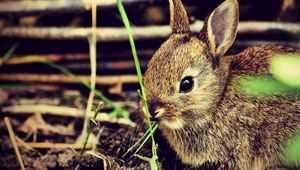 Preview wallpaper hare, rabbit, grass, funk