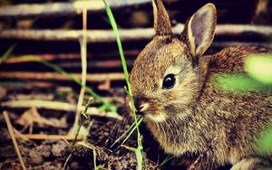 Preview wallpaper hare, rabbit, grass, funk