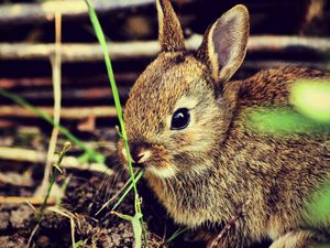 Preview wallpaper hare, rabbit, grass, funk