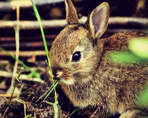 Preview wallpaper hare, rabbit, grass, funk