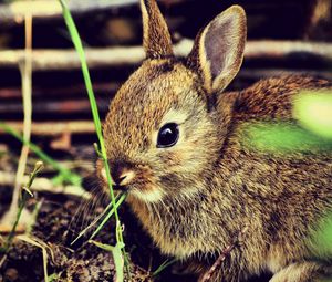 Preview wallpaper hare, rabbit, grass, funk