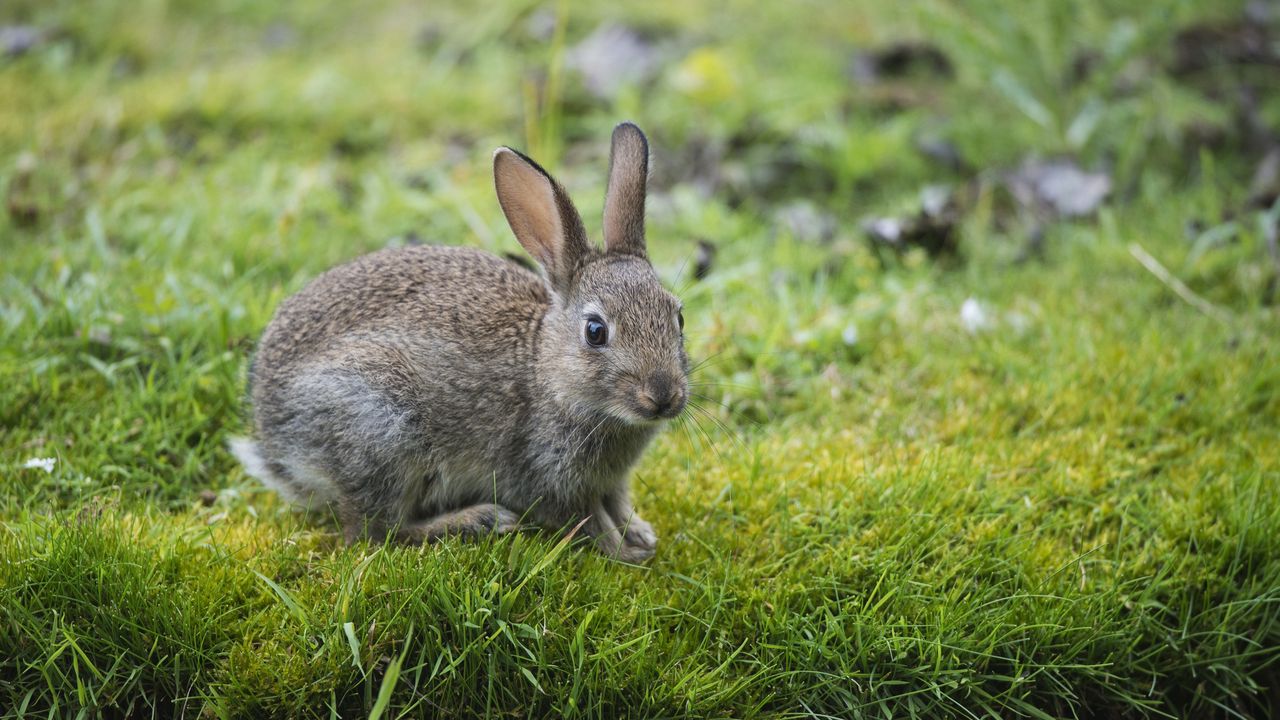 Wallpaper hare, rabbit, grass, look