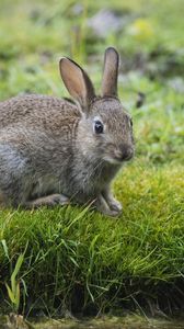 Preview wallpaper hare, rabbit, grass, look