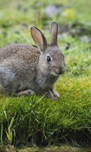 Preview wallpaper hare, rabbit, grass, look