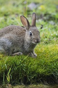 Preview wallpaper hare, rabbit, grass, look