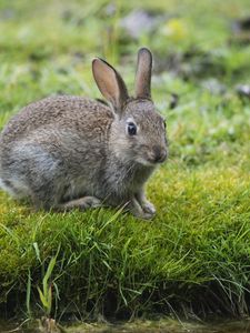 Preview wallpaper hare, rabbit, grass, look