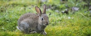 Preview wallpaper hare, rabbit, grass, look