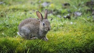 Preview wallpaper hare, rabbit, grass, look