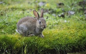 Preview wallpaper hare, rabbit, grass, look