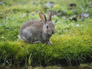 Preview wallpaper hare, rabbit, grass, look