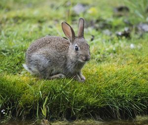 Preview wallpaper hare, rabbit, grass, look