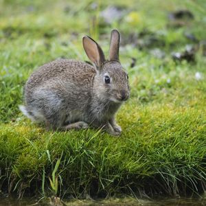 Preview wallpaper hare, rabbit, grass, look