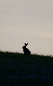 Preview wallpaper hare, silhouette, grass, animal, dark