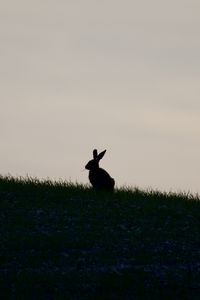 Preview wallpaper hare, silhouette, grass, animal, dark