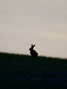 Preview wallpaper hare, silhouette, grass, animal, dark