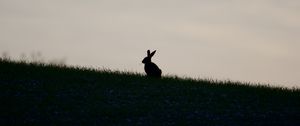 Preview wallpaper hare, silhouette, grass, animal, dark