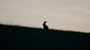 Preview wallpaper hare, silhouette, grass, animal, dark