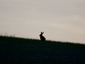 Preview wallpaper hare, silhouette, grass, animal, dark