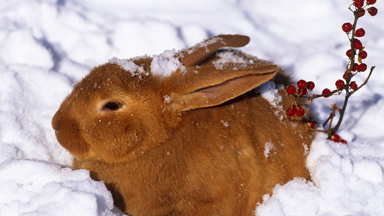 Wallpaper hare, snow, cold, hiding