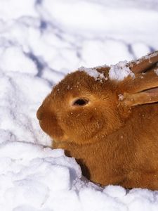 Preview wallpaper hare, snow, cold, hiding