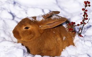 Preview wallpaper hare, snow, cold, hiding