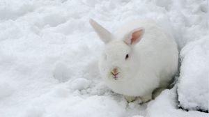 Preview wallpaper hare, snow, winter, camouflage