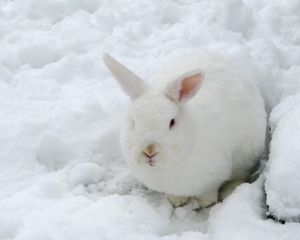 Preview wallpaper hare, snow, winter, camouflage