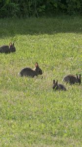 Preview wallpaper hares, cubs, animals, field, grass