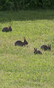 Preview wallpaper hares, cubs, animals, field, grass