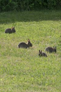 Preview wallpaper hares, cubs, animals, field, grass