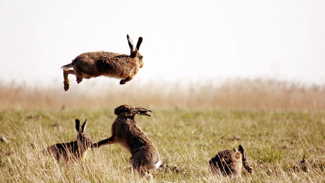 Wallpaper hares, jump, grass, field