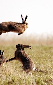 Preview wallpaper hares, jump, grass, field