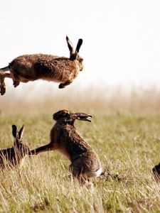 Preview wallpaper hares, jump, grass, field